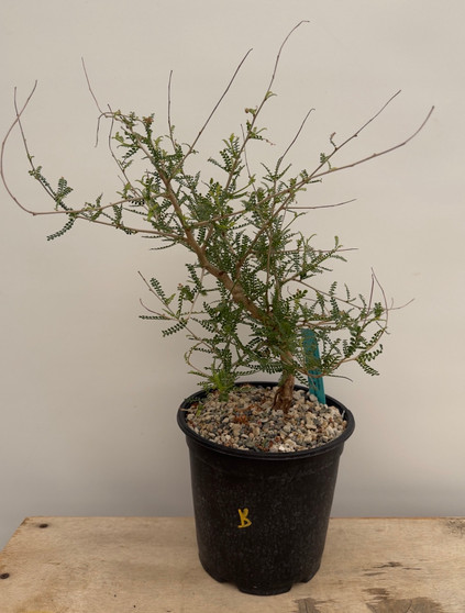 Operculicarya hyphaenoides 1 Gallon Pot B