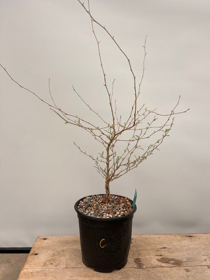 Operculicarya hyphaenoides 1 Gallon Pot C