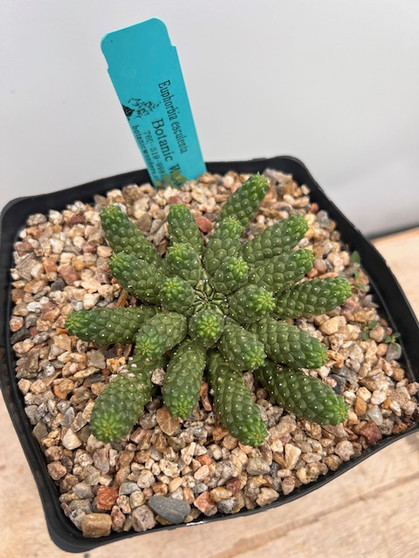 Euphorbia esculenta 6" Pot