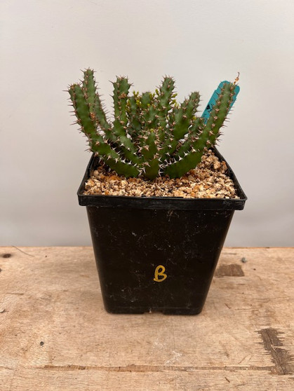 Euphorbia squarrosa 6" Pot B - Seed Grown!