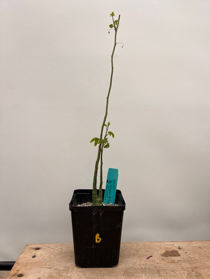 Adenia glauca 5" Pot B