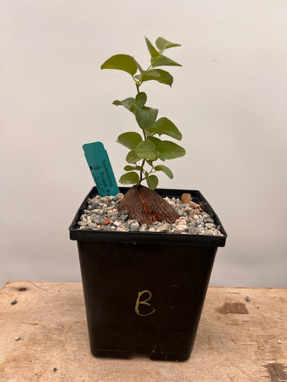 Dioscorea hemicrypta 6" Pot B