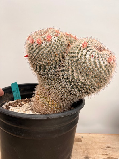 Mammillaria parkinsonii hybrid 3 Gallon Pot