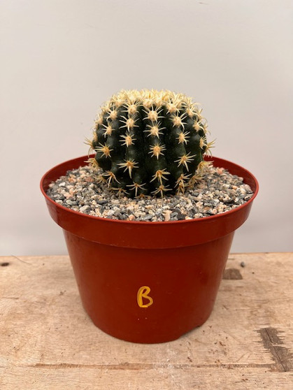 Echinocactus grusonii v. brevispinus 8" Pot B