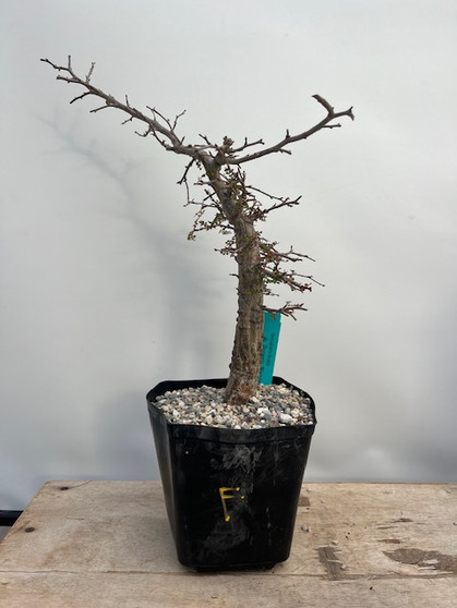 Operculicarya decaryi 6" Pot F