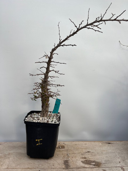 Operculicarya decaryi 6" Pot I