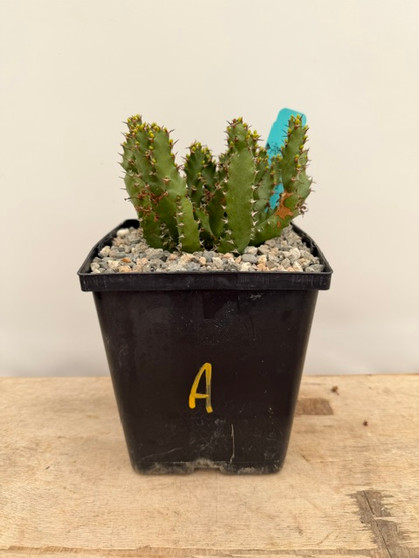 Euphorbia squarrosa 6" Pot A