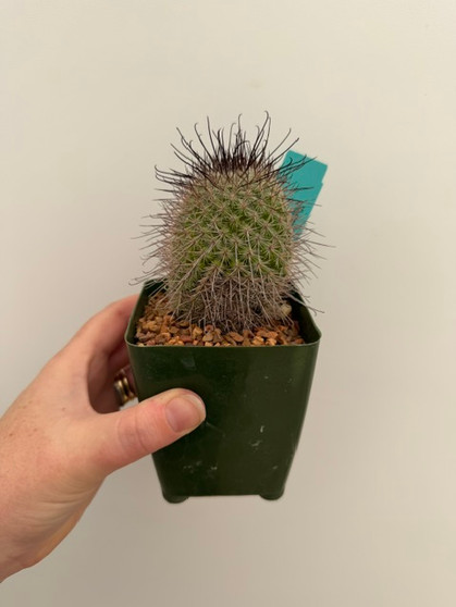Mammillaria rekoi ssp. rikoi 3.5" Pot