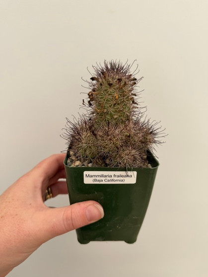 Mammillaria fraileana 3.5" Pot