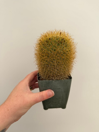 Mammillaria pringlei 3.5" Pot