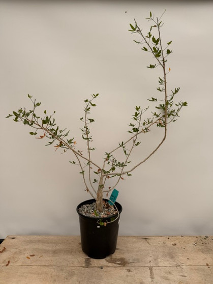 Commiphora humbertii 1/2 Gallon Pot