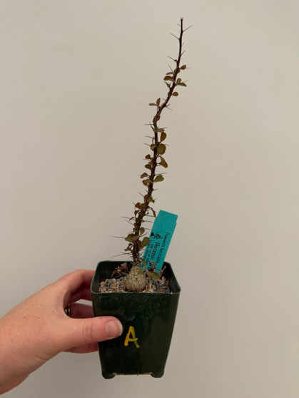 Fouquieria fasciculata 3.5" Pot A