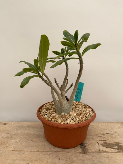 Adenium hybrid 6" Pot