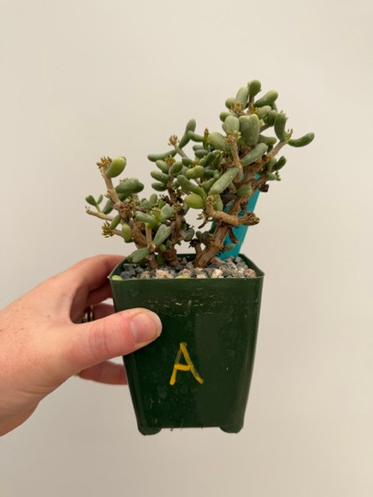 Ceraria pygmaea 3.5" Pot A