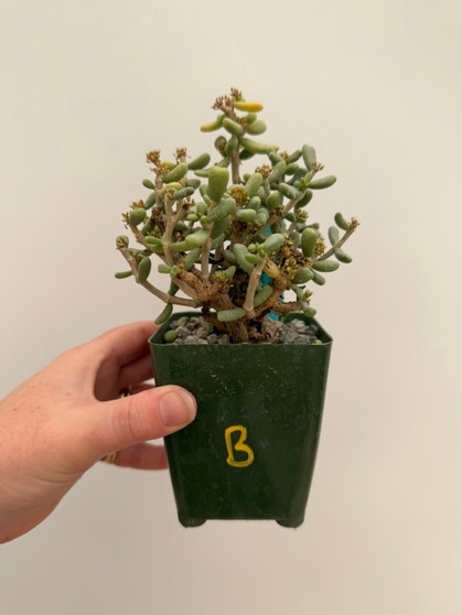 Ceraria pygmaea 3.5" Pot B