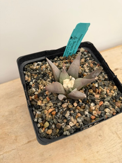 Ariocarpus retusus ssp. furferaceus 6" Pot A