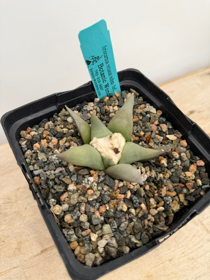 Ariocarpus retusus ssp. furferaceus 6" Pot B