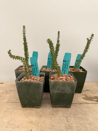 Ceraria namaquensis 3.5" Pots