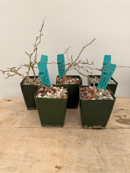 Operculicarya pachypus 3.5" Pots - Choice Seedlings!