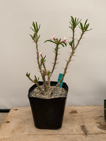 Pachypodium succulentum x bispinosum 6" pot
