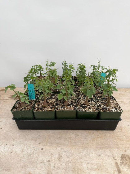 DAILY DEAL - Adenia spinosa 3.5" Pots