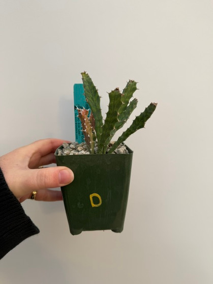 Euphorbia buruana 3.5" pot D - Grigsby Form