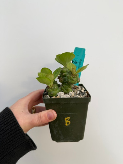 Monadenium ritchiei 3.5" Pot B