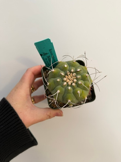 Matucana madisoniorum ssp. horrispinum 3.5" Pot