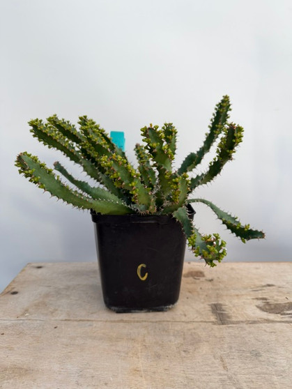 Euphorbia squarrosa 6" Pot C