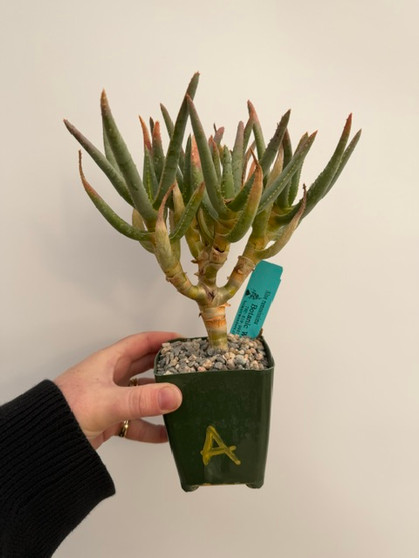 Aloe ramosissima 3.5" Pot A