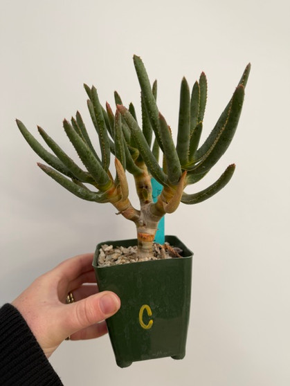 Aloe ramosissima 3.5" Pot C