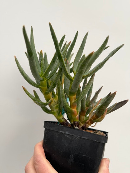 Aloe ramosissima 5" Pot