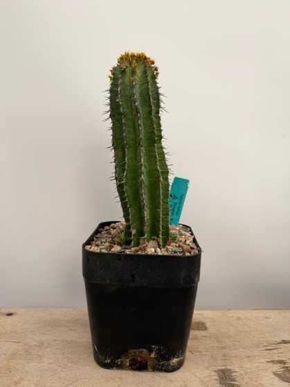 Euphorbia fruitcosa 6" Pot