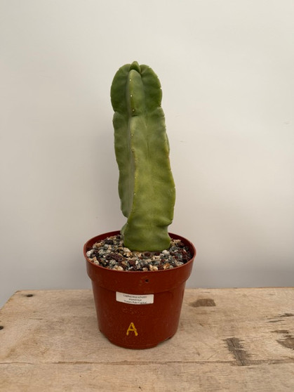 Lophocereus schoitii monstrosus 6" Pot A