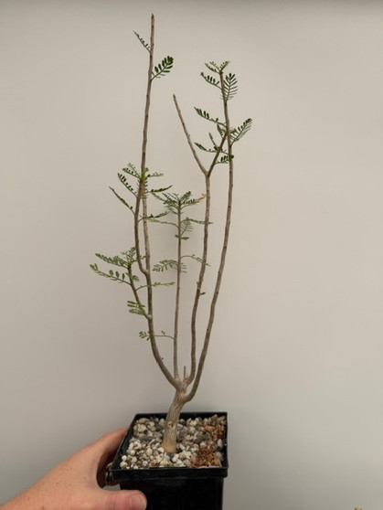 Bursera microphylla 5" Pot