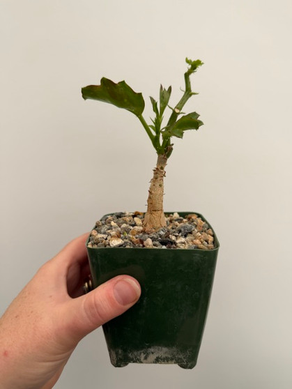 Cyphostemma saundersii 3.5" Pots