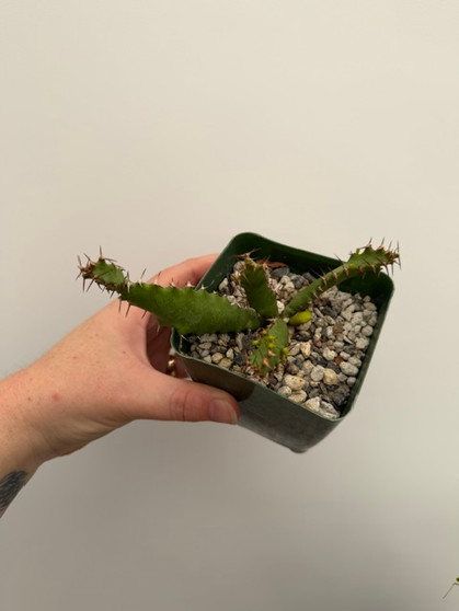 Euphorbia squarrosa 3.5" Pot - Seedgrown!