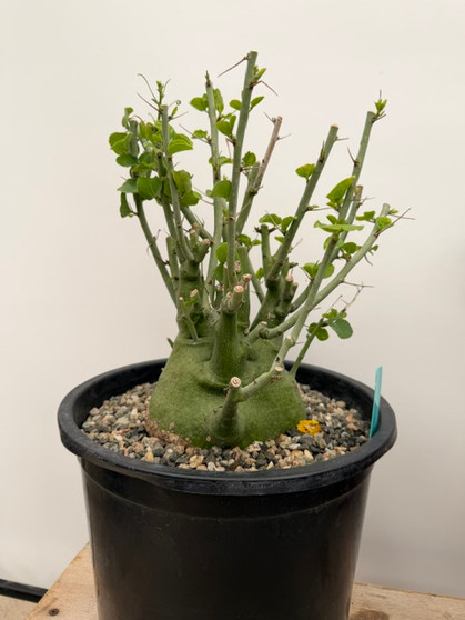 Adenia spinosa 3 Gallon Pot