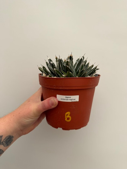 Agave victoriae-reginae 6" Pot B