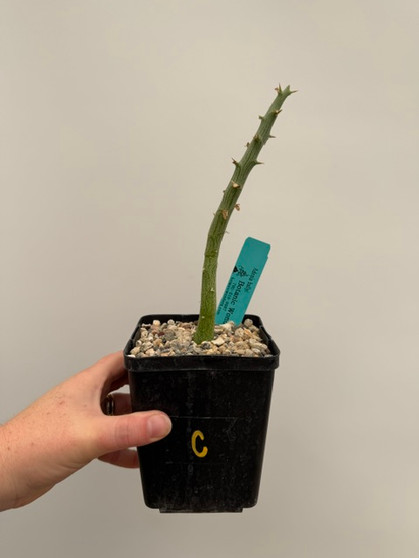 Adenia ballyi 5" Pot C