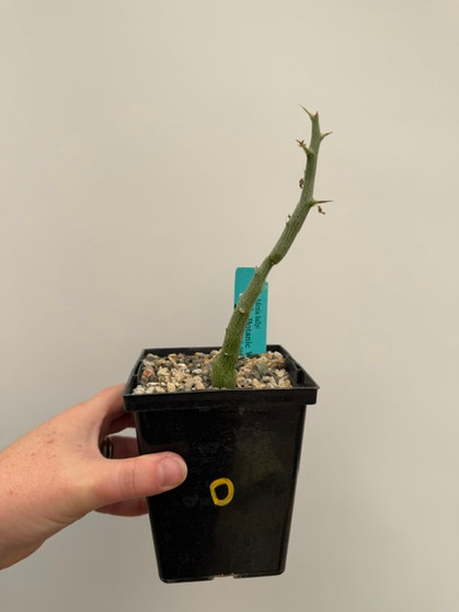 Adenia ballyi 5" Pot D