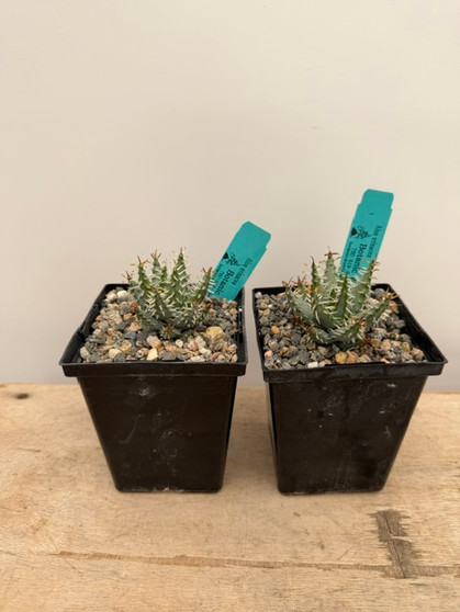 Aloe erinacea 5" Pots - USA Seed Grown