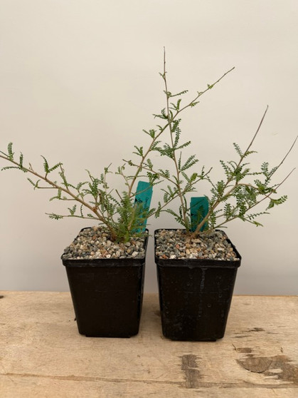 Operculicarya hyphaenoides 5" Pot - Root Cutting