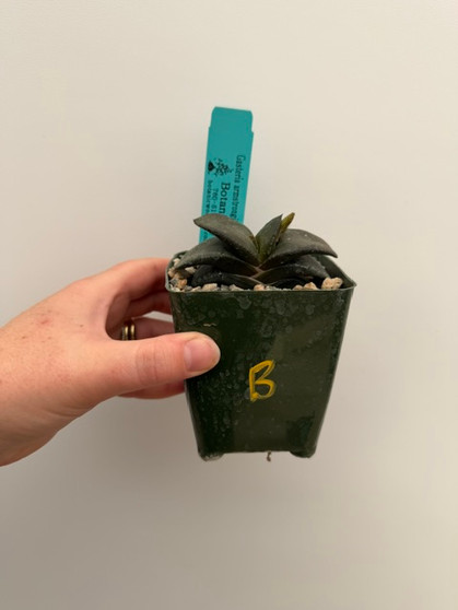 Gasteria armstrongii 3.5" Pot B