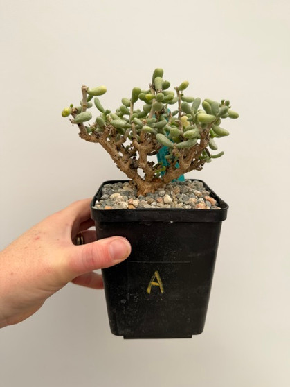 Ceraria pygmaea 5" Pot A