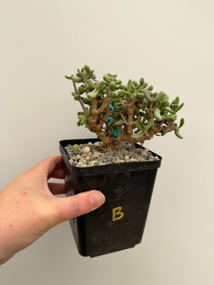 Ceraria pygmaea 5" Pot B