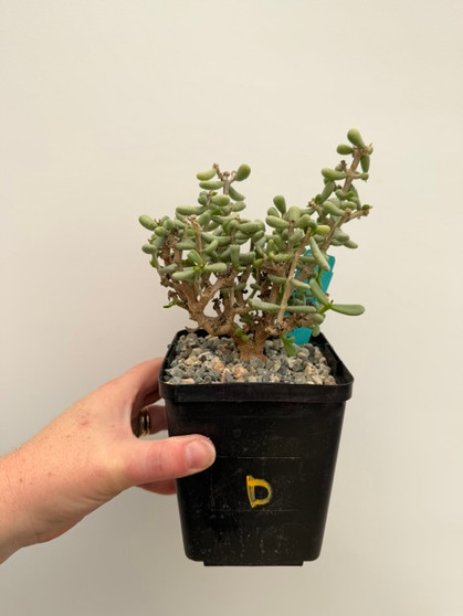 Ceraria pygmaea 5" Pot D