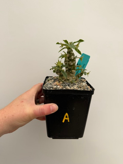 Dorstenia foetida 'Super Clone' 5" Pot A