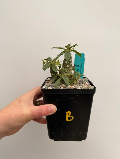 Dorstenia foetida 'Super Clone' 5" Pot B