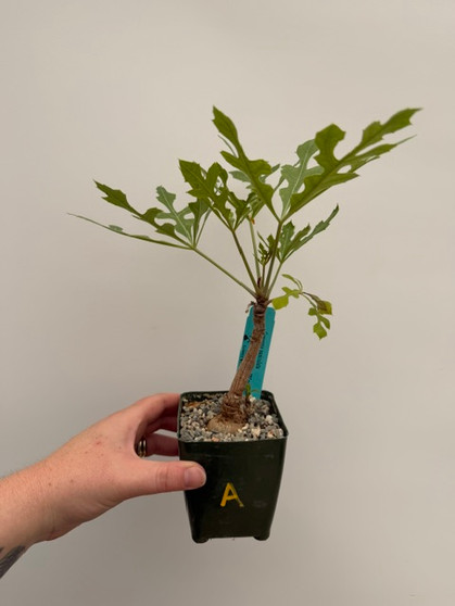 Cussonia paniculata 3.5" Pot A